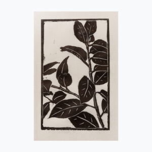 Rubber Tree